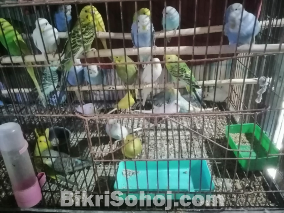বাজুরিকার বেবি